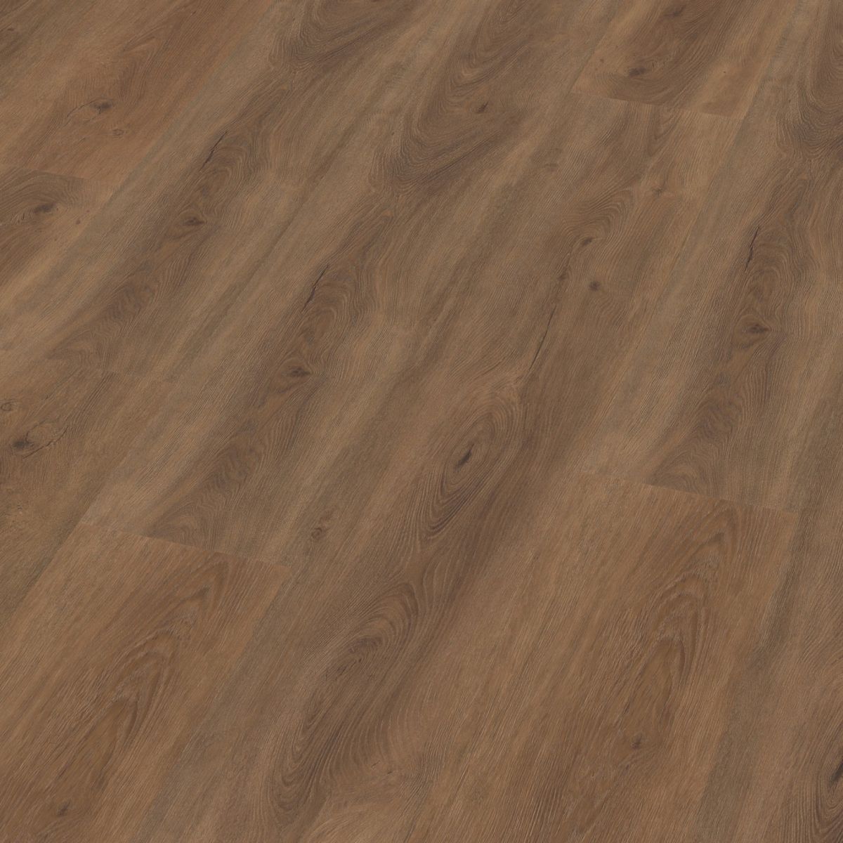 Parramatta dryback warm brown
