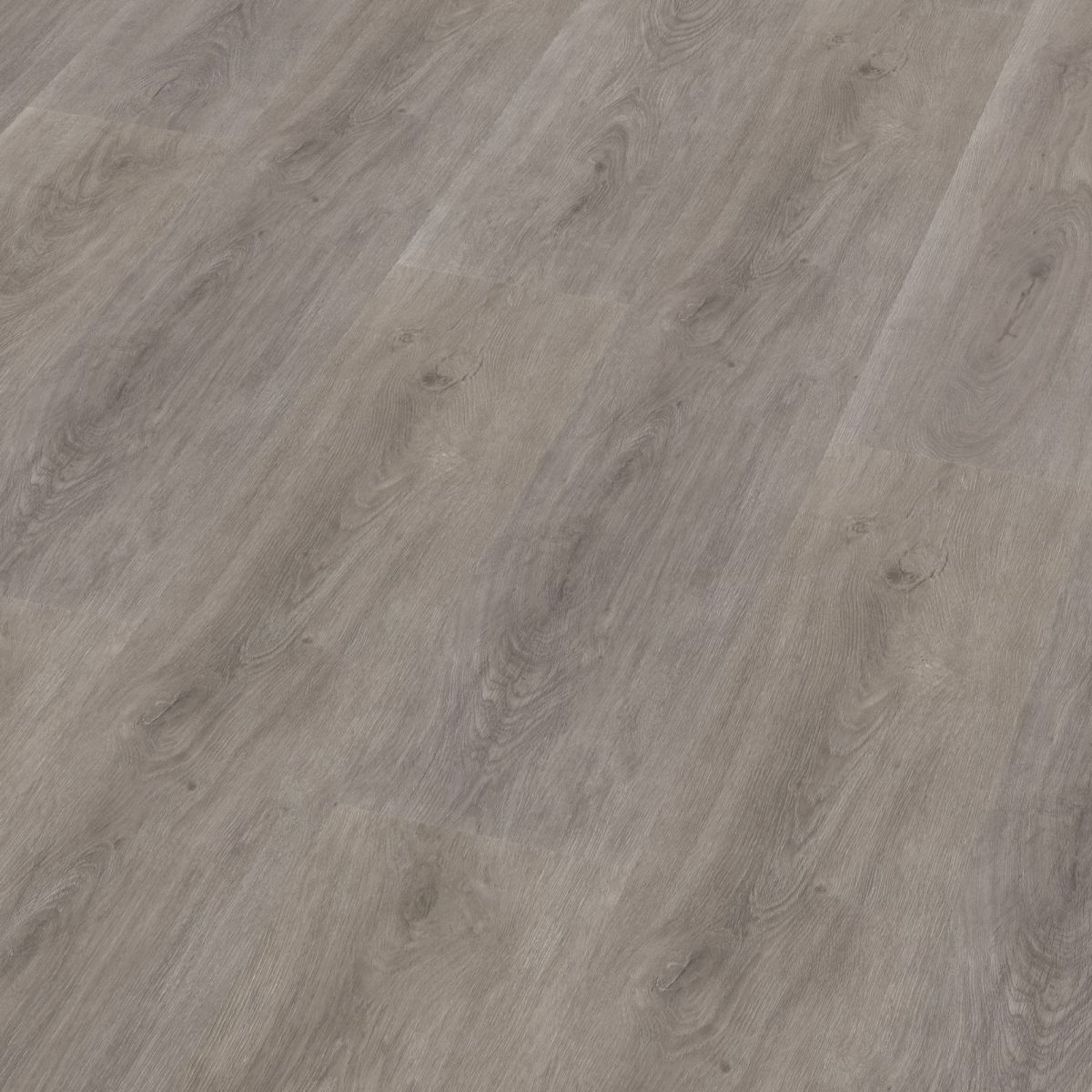 Parramatta dryback grey oak