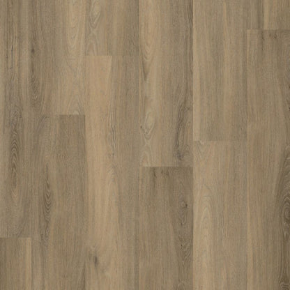 Paddington dryback smoky